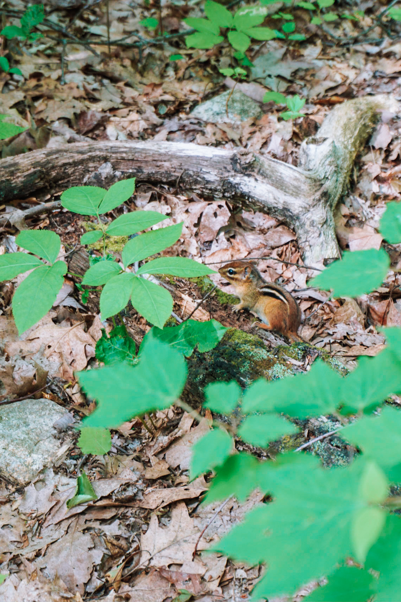 hiking at harriman state park